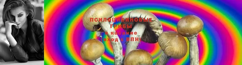 Галлюциногенные грибы Psilocybine cubensis Карпинск